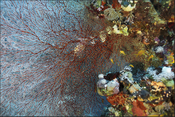 The reef around the cage is full of sea fans The reef around the cage is full of sea fans