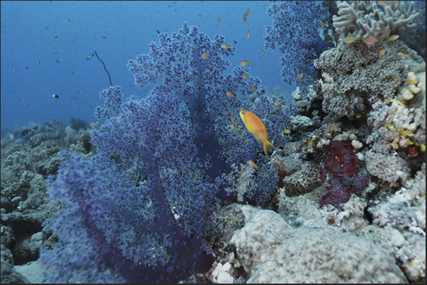 On what remains of aquariums (Precontinent II area), grow big soft corals