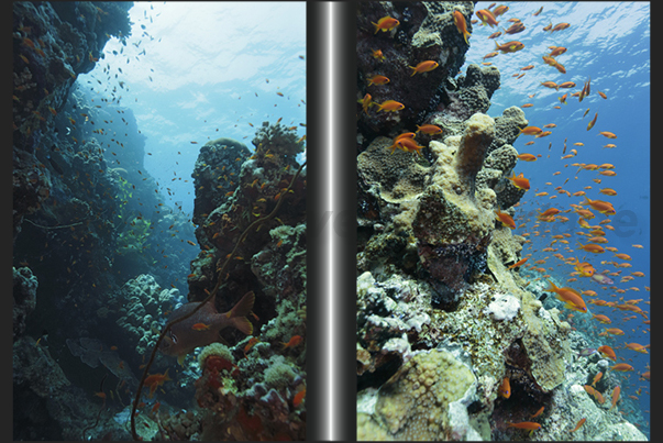 Outer reef of Sha-ab Rumi near the southern tip Outer reef of Sha-ab Rumi near the southern tip