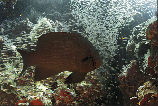 In small barrier caves, hiding fish of various kinds like this grouper with glass fish In small barrier caves, hiding fish of various kinds like this grouper with glass fish