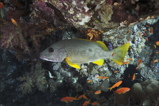 A One-spot snapper (Lutjanus monostigma) A One-spot snapper (Lutjanus monostigma)