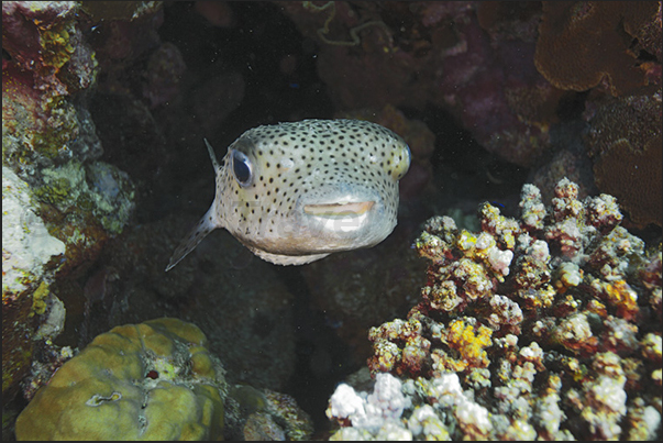 A Spot-fin porcupinefish (Diodon hyrstrix), is hiding in a rift A Spot-fin porcupinefish (Diodon hyrstrix), is hiding in a rift