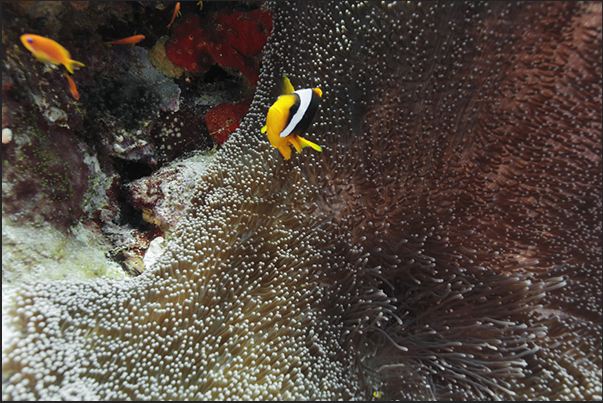 The reef walls are covered with anemones with their inseparable clownfish The reef walls are covered with anemones with their inseparable clownfish