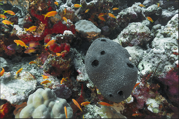 Sponge of Ircinia family with goldfish (Pseudanthias) present along the reef just a few meters below the water surface Sponge of Ircinia family with goldfish (Pseudanthias) present along the reef just a few meters below the water surface