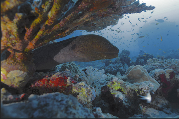 A moray eel, took refuge under an umbrella coral A moray eel, took refuge under an umbrella coral