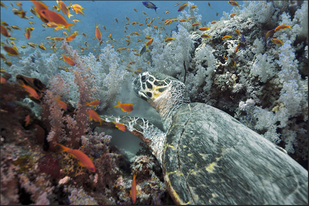 A turtle Chelonia while feeding on soft corals