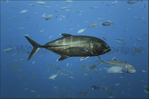 Caranx ignobilis Caranx ignobilis