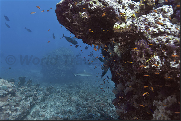 Whitetip shark (Triaenodon obesus) on the southern tip reef Whitetip shark (Triaenodon obesus) on the southern tip reef