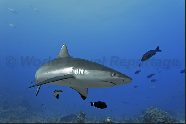 Whitetip shark (Triaenodon obesus). Southern tip reef