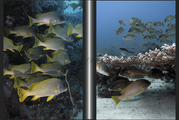 Spotted Grunt (Plectorhinchus gaterinus), common in the Red Sea