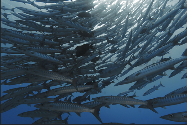 Barracuda Barracuda