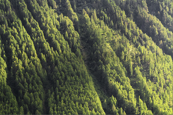 The forests of fir, larch and pine trees, covering the Val Senales The forests of fir, larch and pine trees, covering the Val Senales