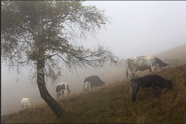 Leaving the town of Trivero, the autumn mists obscures the pastures Leaving the town of Trivero, the autumn mists obscures the pastures