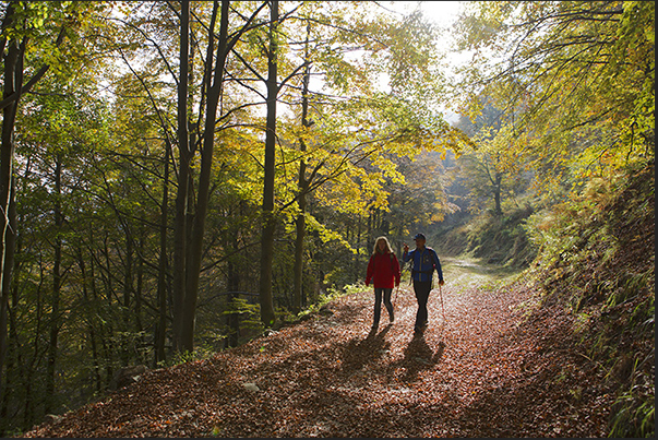 Start walking along the Bosco del Sorriso (Forest Smile)