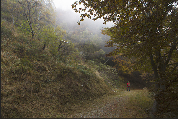 The path in the Bosco del Sorriso is a path of wellness, culture and sport The path in the Bosco del Sorriso is a path of wellness, culture and sport