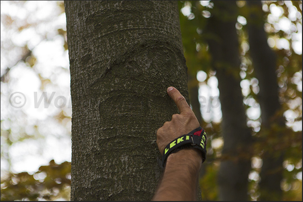 The forest looks at us. The eyes of the beeches observe walkers