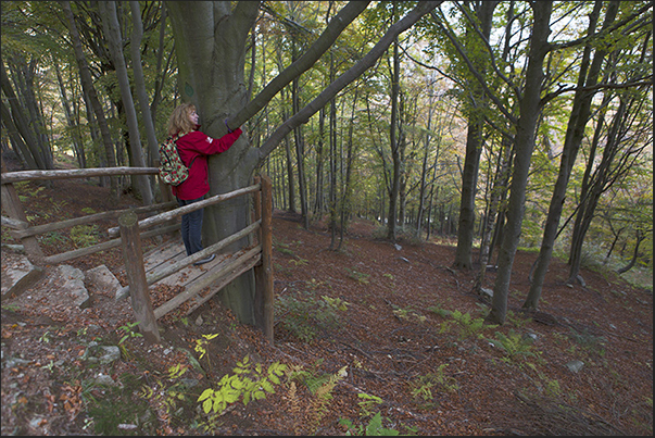 The well-being of the forest. The place where is possible embracing the tree to feel in harmony with the forest The well-being of the forest. The place where is possible embracing the tree to feel in harmony with the forest