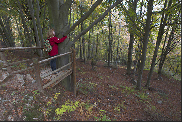 The well-being of the forest. The place where is possible embracing the tree to feel in harmony with the forest