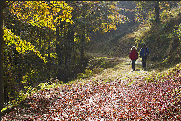 The walk trail enters in the autumn colors The walk trail enters in the autumn colors