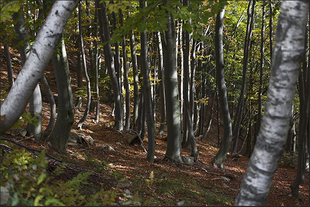 Beech forest