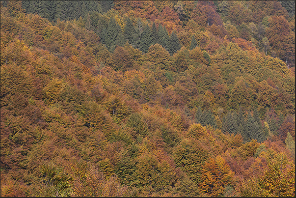 The path of Bosco del Sorriso, is one of the busiest trails by hikers to see the fall colors The path of Bosco del Sorriso, is one of the busiest trails by hikers to see the fall colors