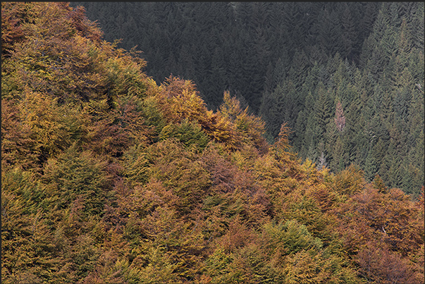 The path of Bosco del Sorriso, is one of the busiest trails by hikers to see the fall colors The path of Bosco del Sorriso, is one of the busiest trails by hikers to see the fall colors