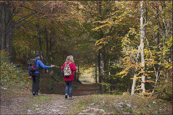 Along the trail, the guide explains the types of trees and vegetation on site