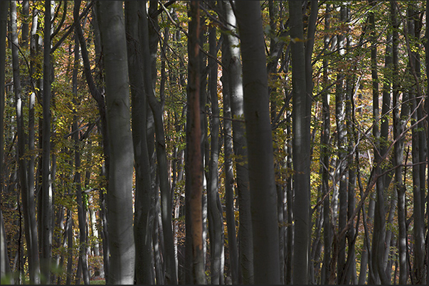 The sun light filters into the dense beech forest The sun light filters into the dense beech forest