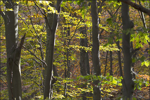 The sun illuminates the forest leaves