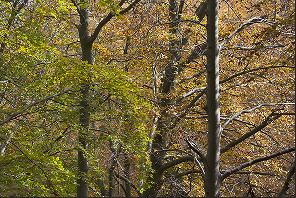 Autumn lights, switch on the colors in the forest