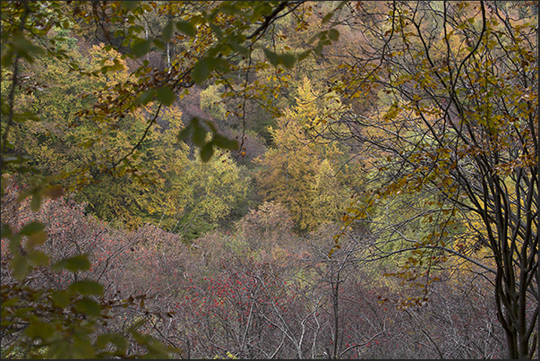 Autumn colors along the path Autumn colors along the path