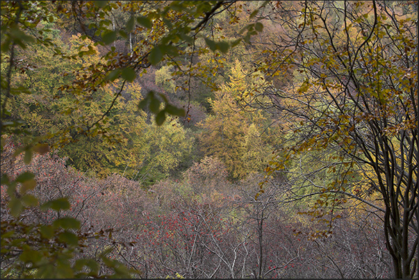 Autumn colors along the path