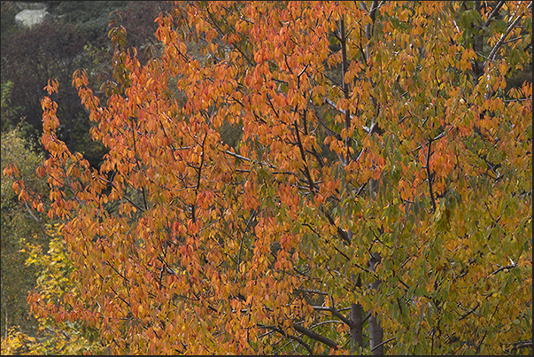 Autumn colors along the path Autumn colors along the path