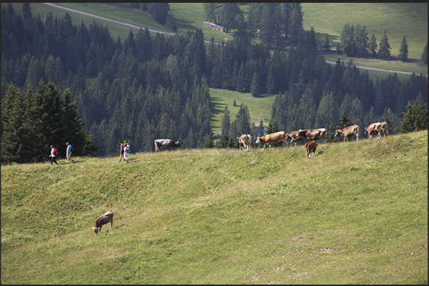 In summer, the Alpine meadows are popular of tourists and cows that graze quiet not disturbed at all by the presence of tourists In summer, the Alpine meadows are popular of tourists and cows that graze quiet not disturbed at all by the presence of tourists