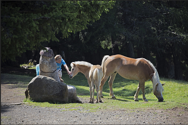 Horses along the path leading to the plateau of Alpe of Siusi Horses along the path leading to the plateau of Alpe of Siusi