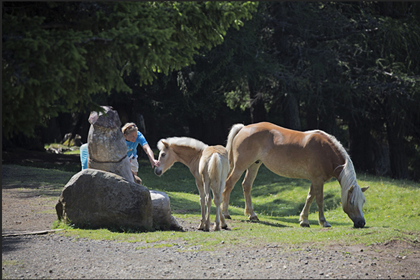 Horses along the path leading to the plateau of Alpe of Siusi