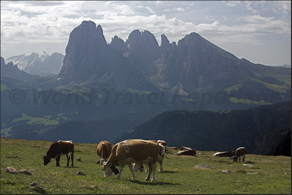 Pastures in front of the massif of the Sassolungo and Sassopiatto, among the most famous mountains of Dolomites Pastures in front of the massif of the Sassolungo and Sassopiatto, among the most famous mountains of Dolomites