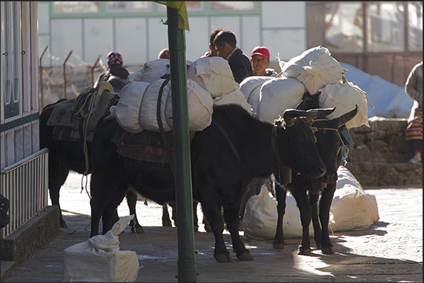 Lukla (2840 m). Mules and yaks are the only means of transport used on the paths of the Himalayan valleys Lukla (2840 m). Mules and yaks are the only means of transport used on the paths of the Himalayan valleys