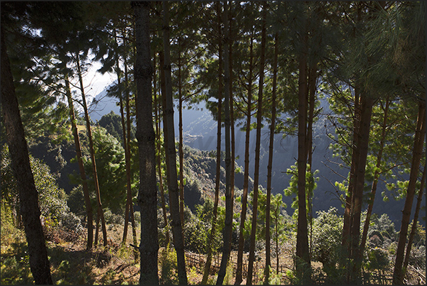 Woods after the village of Thado Koshigaon (2580 m) on the path towards the village of Chheplung (2660 m) Woods after the village of Thado Koshigaon (2580 m) on the path towards the village of Chheplung (2660 m)