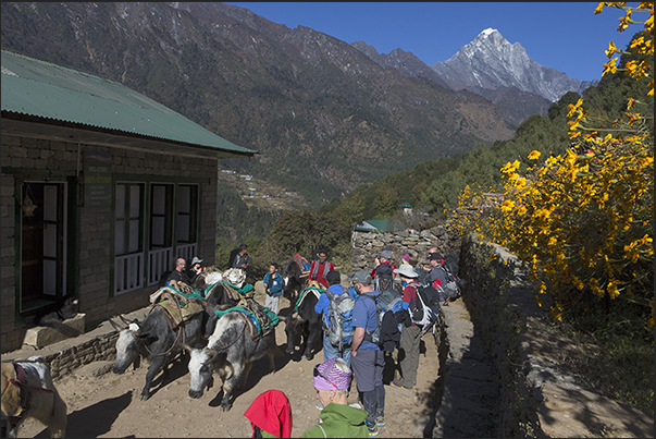 Zdopke, cross between yak and cow. On the horizon, Mount Kongde in Chauri Kharka Valley