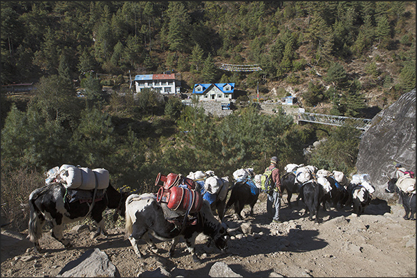 Zdopke column, a cross between yak and cow, to the village of Thado Koshigaon (2580 m)