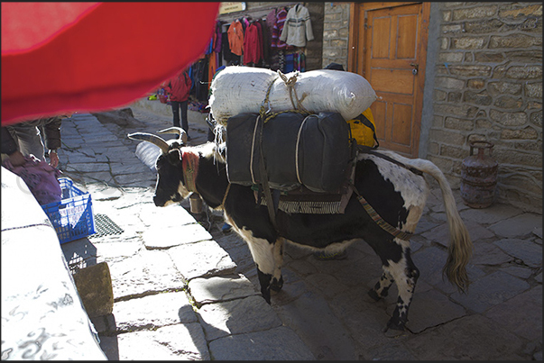 Common to see, in the streets of Namche Bazaar, yaks ready to start the journey to the villages in the valley with the porters Common to see, in the streets of Namche Bazaar, yaks ready to start the journey to the villages in the valley with the porters