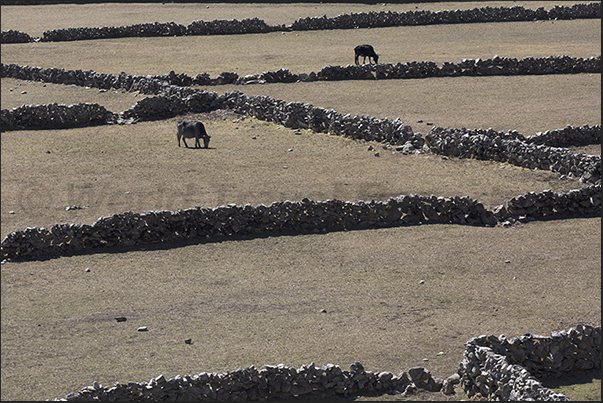 Village of Khumjung (3780 m), pastures for animals Village of Khumjung (3780 m), pastures for animals