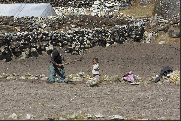 Village of Khumjung (3780 m). Crops of potatoes and vegetables Village of Khumjung (3780 m). Crops of potatoes and vegetables