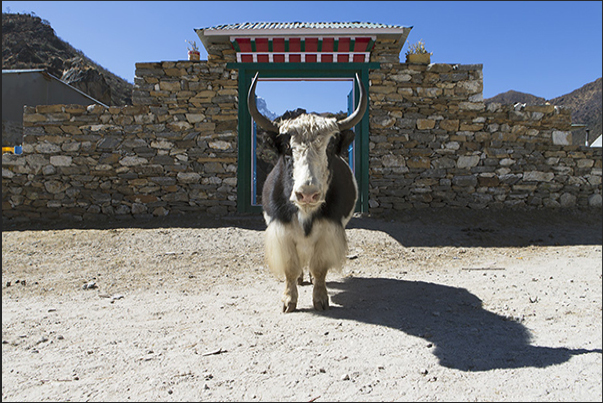 A yak in the village of Khumjung (3780 m)
