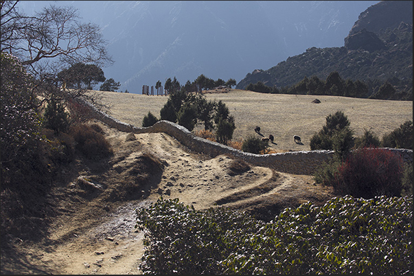 Pastures on the return path to Namche Bazaar Pastures on the return path to Namche Bazaar