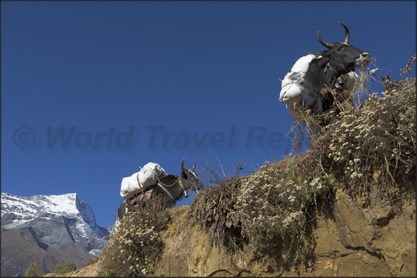 Namche Bazaar. Beginning of the path to the village of Tengboche Namche Bazaar. Beginning of the path to the village of Tengboche