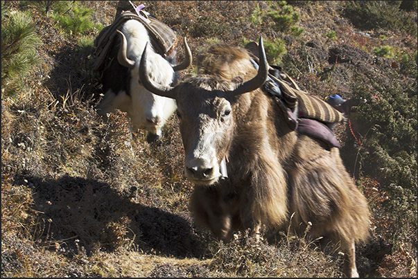 Yaks along the path to the village of Tengboche Yaks along the path to the village of Tengboche
