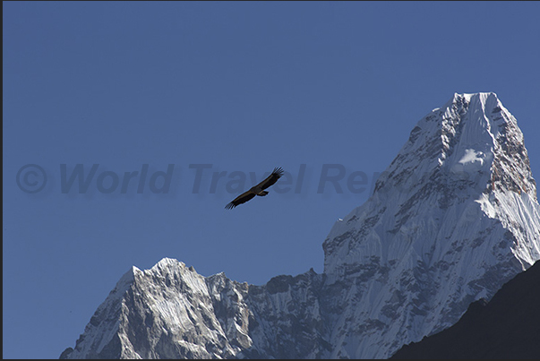 An eagle flies over the valley in front of Mount Ama Dablam (6814 m) An eagle flies over the valley in front of Mount Ama Dablam (6814 m)