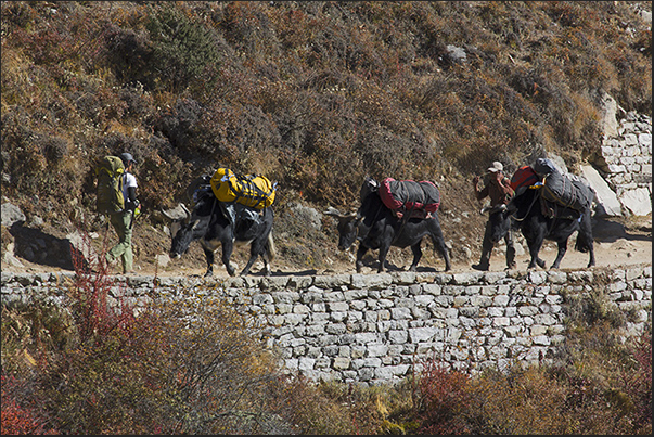 Zdopke, cross between yak and cow, along the path to Tengboche